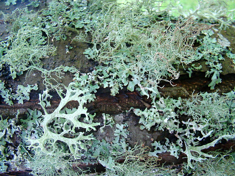 Pulmonaria Bionte